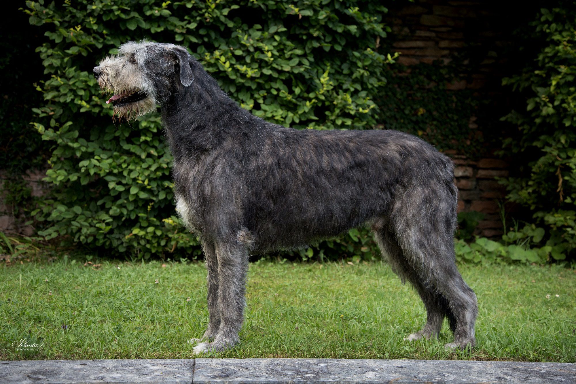 Irish Wolfhound - levriero irlandese 